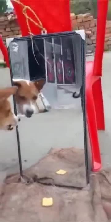 Dog Barking At The Mirror