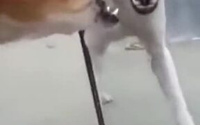 Dog Barking At The Mirror - Animals - VIDEOTIME.COM