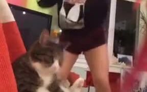 That Expression The Cat Gave - Animals - VIDEOTIME.COM