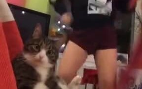 That Expression The Cat Gave - Animals - VIDEOTIME.COM