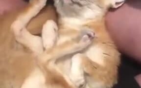 Small Fox Enjoying An Ear Rub - Animals - VIDEOTIME.COM