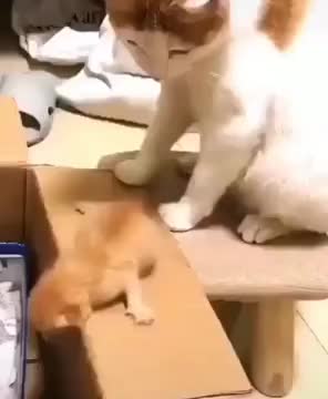 Cat Mother Showing Tough Love
