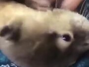 A Happy Otter Making Noise
