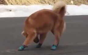 Dog Does Not Like Running Shoes - Animals - VIDEOTIME.COM