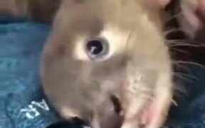 A Happy Otter Making Noise - Animals - VIDEOTIME.COM