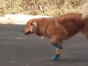 Dog Does Not Like Running Shoes