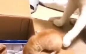 Cat Mother Showing Tough Love - Animals - VIDEOTIME.COM