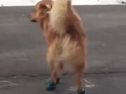 Dog Does Not Like Running Shoes