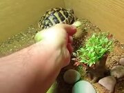 Food Can Break The Sleep Of Tortoise