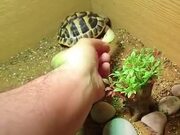 Food Can Break The Sleep Of Tortoise