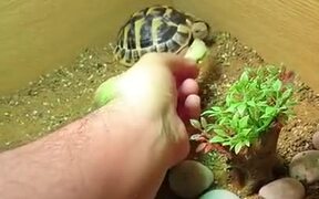 Food Can Break The Sleep Of Tortoise - Animals - VIDEOTIME.COM