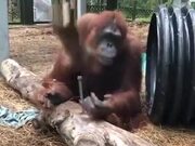 A Carpenter Orangutan