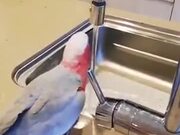 Clever Parrot Knows To Operate Water Tap