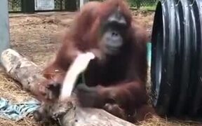A Carpenter Orangutan - Animals - VIDEOTIME.COM