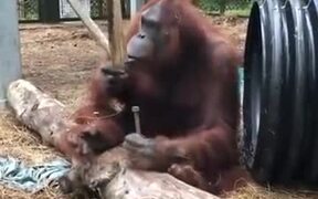 A Carpenter Orangutan - Animals - VIDEOTIME.COM