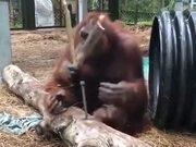 A Carpenter Orangutan