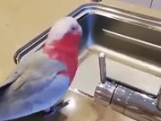 Clever Parrot Knows To Operate Water Tap
