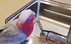 Clever Parrot Knows To Operate Water Tap - Animals - VIDEOTIME.COM