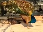 Peacock Displaying Majestic Feathers