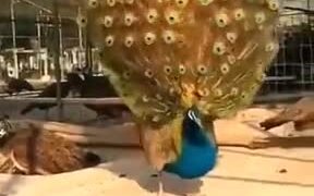 Peacock Displaying Majestic Feathers - Animals - VIDEOTIME.COM