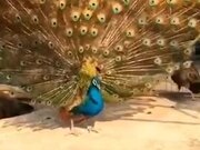 Peacock Displaying Majestic Feathers