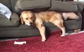 When Your Dog Doesn't Get Enough Attention - Animals - VIDEOTIME.COM
