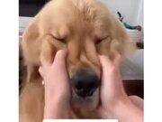 Big Dog Getting Cheek Squished