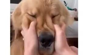 Big Dog Getting Cheek Squished - Animals - VIDEOTIME.COM