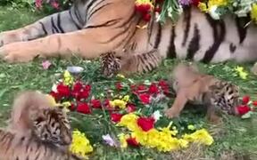 Cute Side Of A Tiger - Animals - VIDEOTIME.COM
