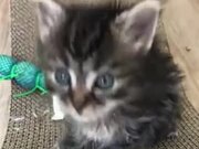 Kitten Communicating With Another Kitten
