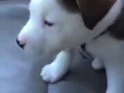 Puppy Getting Cute Hiccups