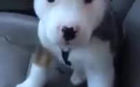 Puppy Getting Cute Hiccups - Animals - VIDEOTIME.COM