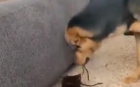 Dog And Cat Playing Together - Animals - VIDEOTIME.COM