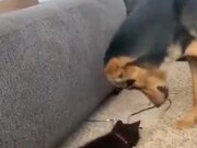 Dog And Cat Playing Together
