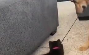 Dog And Cat Playing Together - Animals - VIDEOTIME.COM