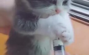 A Very Hungry Kitten - Animals - VIDEOTIME.COM