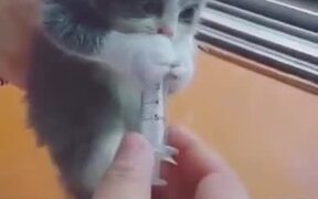 A Very Hungry Kitten - Animals - VIDEOTIME.COM