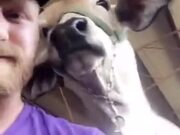 A Cow That Loves Selfies