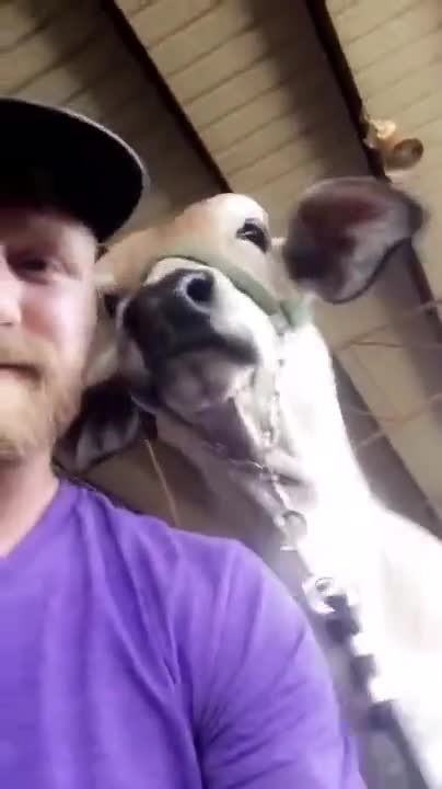 A Cow That Loves Selfies