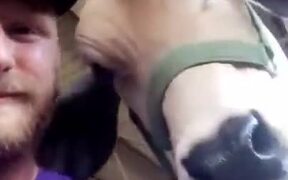 A Cow That Loves Selfies - Animals - VIDEOTIME.COM