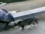 Cat Mercilessly Slapping A Seal