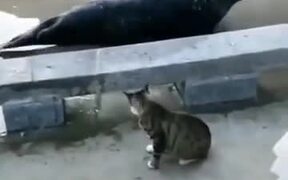 Cat Mercilessly Slapping A Seal - Animals - VIDEOTIME.COM