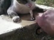 Man Helping Cat On A Drinking Fountain