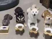An Obedient Bunch Of Pets