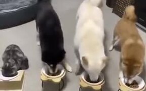 An Obedient Bunch Of Pets - Animals - VIDEOTIME.COM