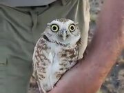The Head Rotation Of An Owl