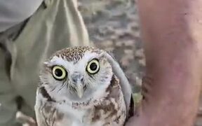 The Head Rotation Of An Owl - Animals - VIDEOTIME.COM