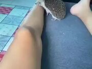 Bored Hedgehog Biting Human