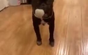 Who Is A Happy Dog? - Animals - VIDEOTIME.COM