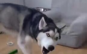 Husky Being Conditioned - Animals - VIDEOTIME.COM